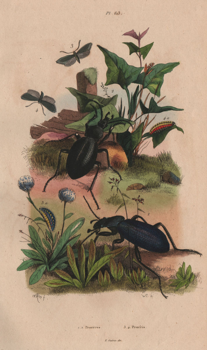 INSECTS. Xyleborus procer (Bark beetle). Procris (Small Heath Butterfly) 1833